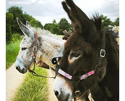 IMG_20250505_133120 (1).jpg