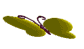  butterfly gif