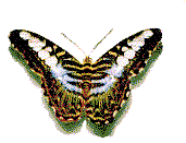 butterfly54 copy.gif