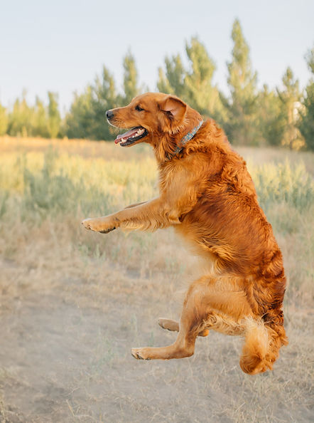 Goldens-193.jpg