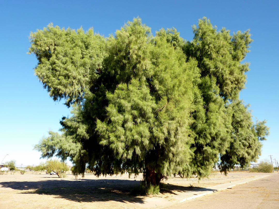 الطرفاء او الاثل Tamarix Spp