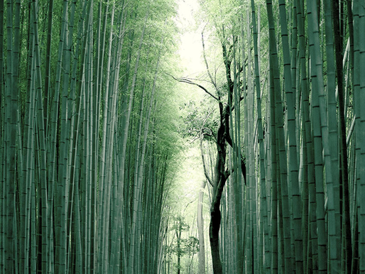 Portfolio Growth Ahead of Budget