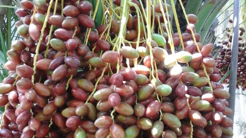 البيادر زراعة وبيئة