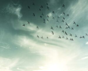 Edison Healthcare Insight July 2022