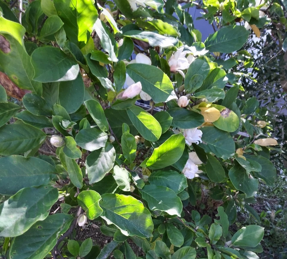 秋に咲くハクモクレン　花