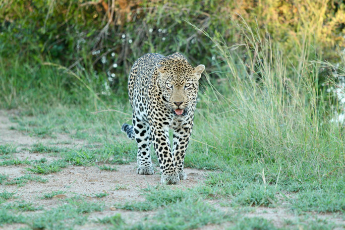A2-ZitadeZagon-RFK-Guepard.jpeg