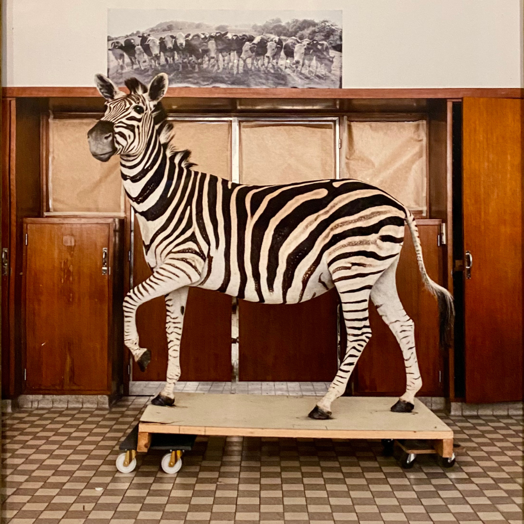 Anne-Francoise Tasnier nr. 7