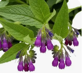 Comfrey.png
