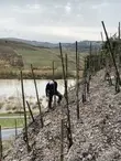 arbeit-im-weinberg-137962_1080x.webp