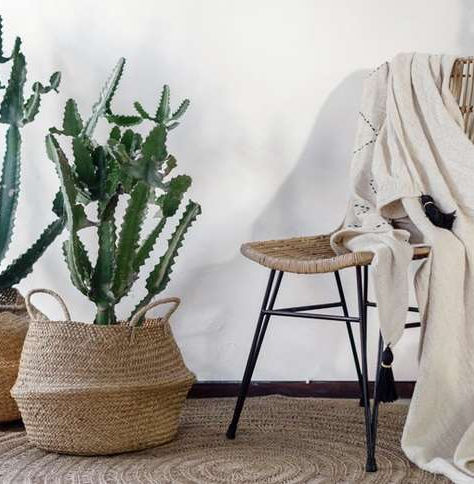 As melhores plantas para transformar seu apartamento em um ambiente aconchegante