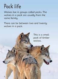 Wolves Usborne Beginners