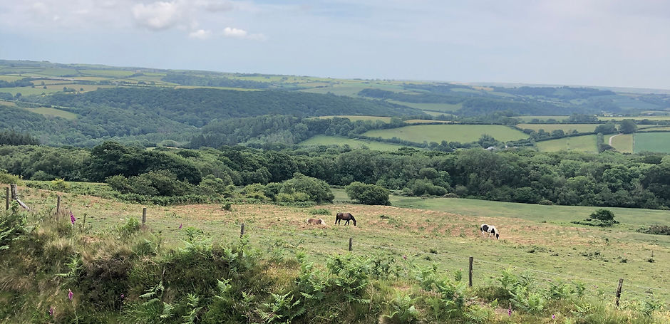 South Devon Countryside