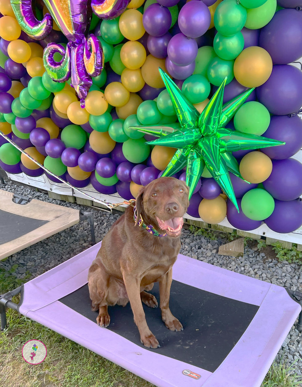 Chocolate Labrador named Deuce posing in front of a Mardi Gras balloon photo backdrop with a giant fleur-de-lis balloon and green starburst accents at the SRS Crown Championship Qualifier.