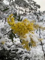 wattleinsnowsmaller.jpeg