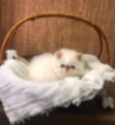 IMG_9801.jpeg