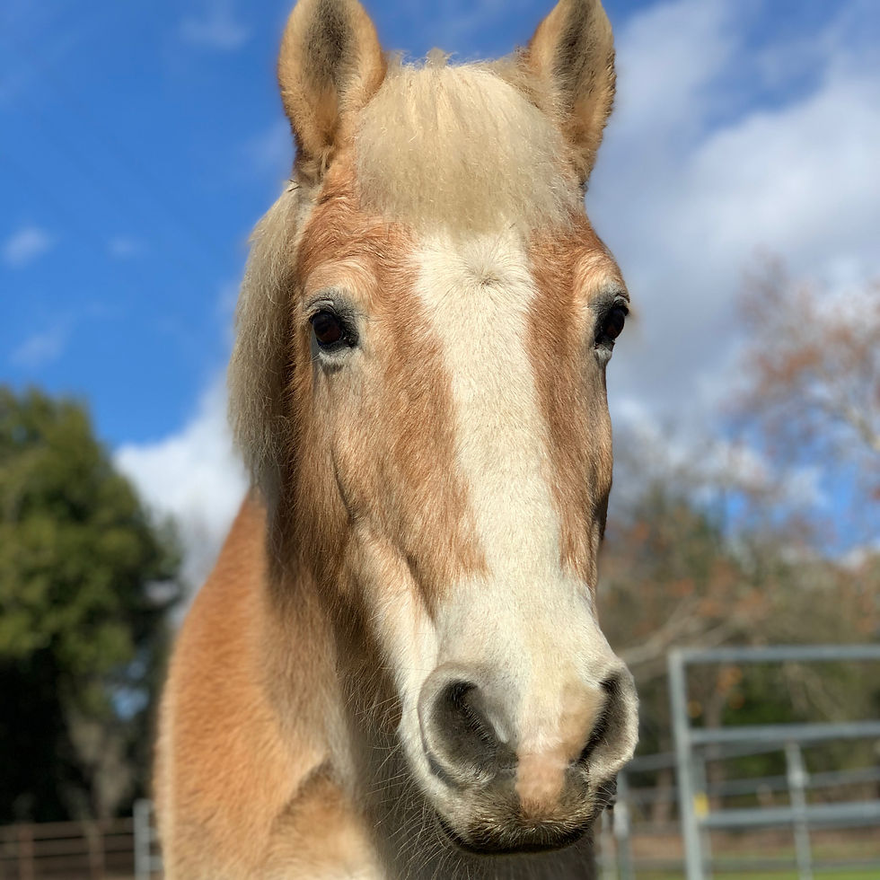 Thanksgiving Session - Barn Academy