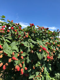 Summer at HFS | Hoffman Farms Store