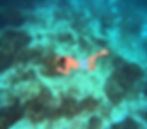 Explore hidden reefs, crystal-clear waters, and unforgettable snorkeling experiences throughout the Caribbean.