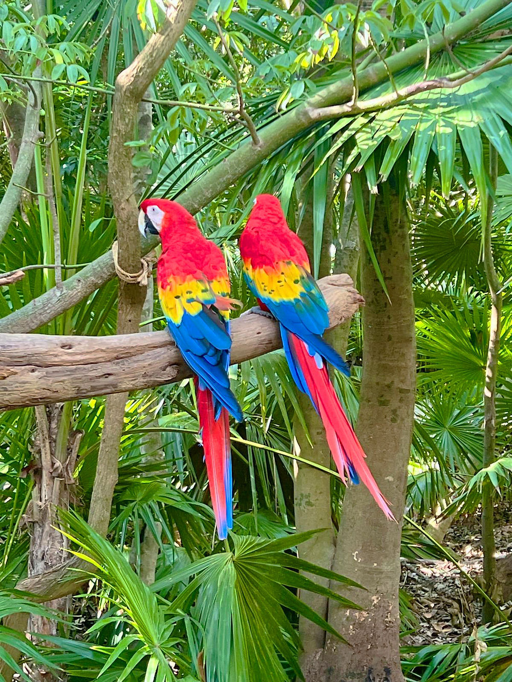 Immerse yourself in the exotic beauty and unforgettable colors of the Mexican Caribbean.