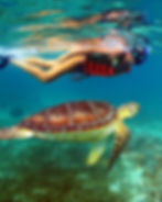 Traveler snorkeling with a sea turtle in the crystal-clear waters of Akumal, Riviera Maya.