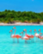 Pink flamingos standing in the turquoise waters of Isla Contoy National Park surrounded by lush tropical vegetation.