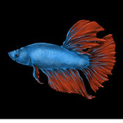 Siamese Fighting Fish