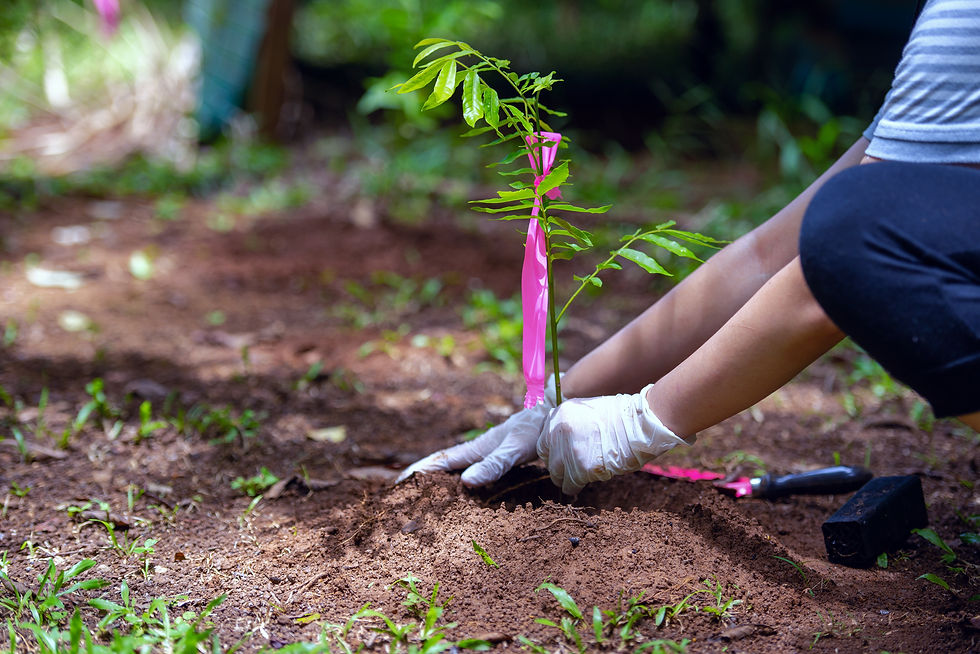 Planting a Tree_edited.jpg