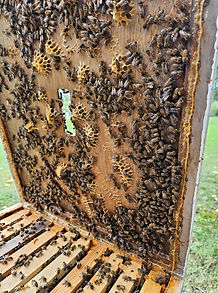 bees in open hive
