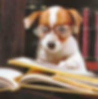 chien qui lit.jpeg