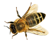 Viele%20Bienen%20-%20Kopie%20(2)_edited.