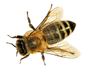 Viele%20Bienen%20-%20Kopie%20(2)_edited.