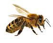 Viele%2520Bienen%2520-%2520Kopie%2520(3)