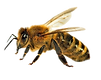 Viele%20Bienen%20-%20Kopie%20(3)_edited.
