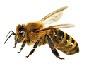 Viele%20Bienen%20-%20Kopie%20(3)_edited.