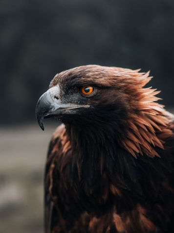 Portrait d’un aigle dans les montagnes du Kirghizistan
