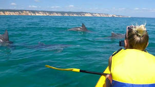 Dolphin + Kayak Tour