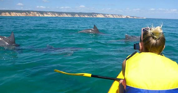 Dolphin + Kayak Tour