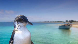 Penguin Island & Caversham