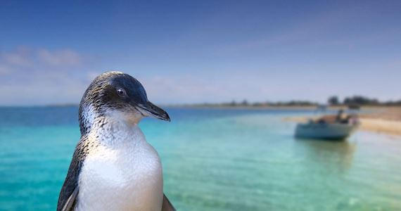 Penguin Island & Caversham