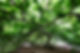 Forêt de vie-7285.jpg