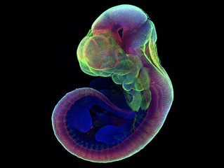 The next frontier of human embryo research