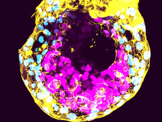 The potential for lab-grown human embryos