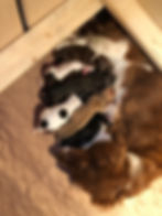 IMG_9019(1).JPEG