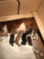IMG_8980.JPEG