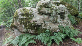 Team building en extérieur, été, Paris - Fontainebleau