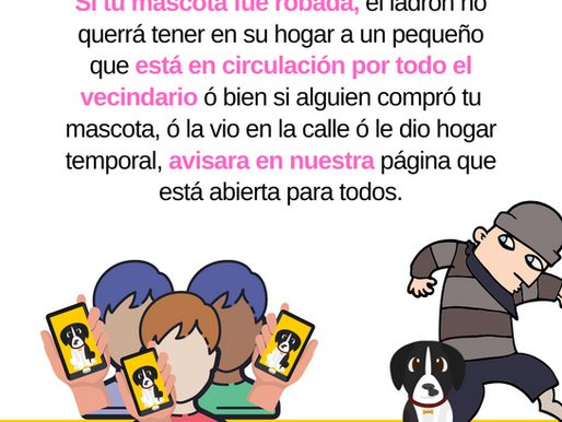 Que debes hacer en el caso de robo a tu mascota