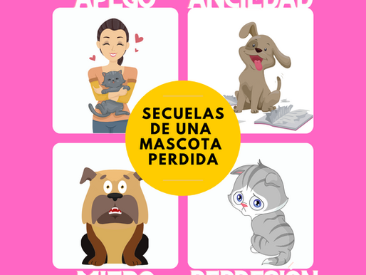 ¿Cómo afrontar los traumas de tu mascota después de que regresa a casa?