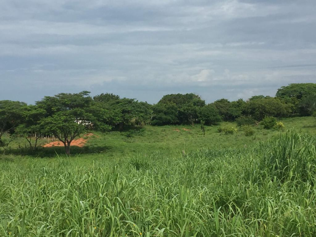 ¡¡¡Gran oportunidad!!! Lote ubicado en fraccionamiento campestre "las colinas" de 12.46 x 48.60 mts frente 12 mts (602.18 m2) a 300 metros de la universidad tecnológica de petatlán, guerrero súper precio de contado, excelentes facilidades!!!
____________________
Great opportunity!!! Land Lot located in rural subdivision "the hills" of 12.46 x 48.60 meters in front of 12 meters (602.18 m2) 300 meters from the technological university of Petatlan, super cash price warrior, excellent facilities!!!