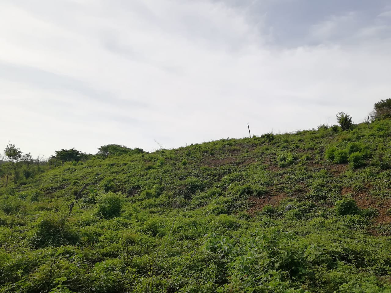 Terreno de 8 hectáreas ubicado en colonia el Riscalillo aproximadamente a 500 mts de Playa Riscalillo…
¡¡¡Excelente para desarrollo turístico, sólo para inversionistas!!!
_____________________
Land of 8 hectares located in colonia el riscalillo approximately 500 mts from playa riscalillo…
Excellent for tourism development, only for investors!
