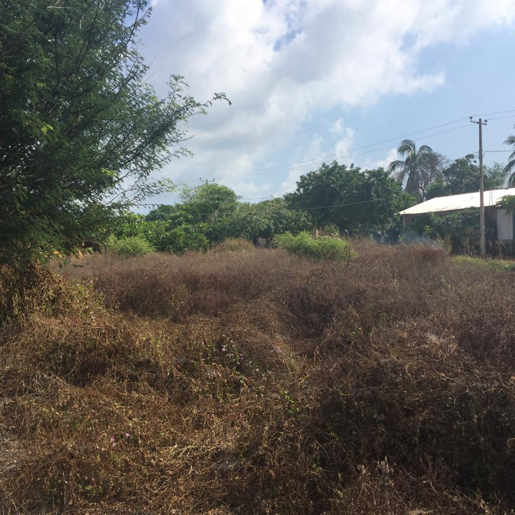 Terreno Ubicado en la comunidad de Los Achotes en el estado de Guerrero.
- TERRENO DE 34 M X 37 M (1,258 M2)
- A 15 minutos de Playa Barra de Potosí
- A 20 minutos de Zihuatanejo, Gro.
- A 25 minutos de Ixtapa, Gro.
- Acceso a todos los Servicios Públicos.
____________________
Land Lot Located in the community of Los Achotes in the state of Guerrero.
- LAND OF 34 M X 37 M (1,258 M2)
- 15 minutes from Barra de Potosí Beach
- 20 minutes from Zihuatanejo, Gro.
- 25 minutes from Ixtapa, Gro.
- Access to all Public Services.